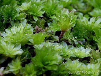 Plant form